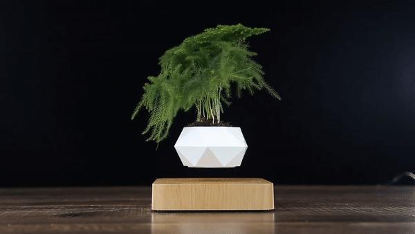 levitating plant